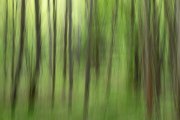 Abstract-Selkirk-State-Park-forest