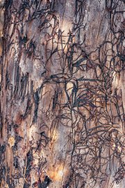Natures-abstract-bark
