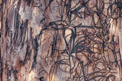 Natures-abstract-bark