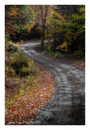 Road-to-pond