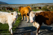 Cows in the Burron Ireland