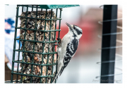 Black-white-bird-at-feeder