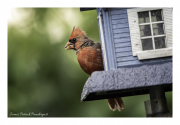 Cardinal-on-house
