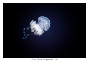 Small jellyfish.jpg