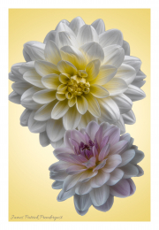 Flowers-with-yellow-background