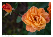 Orange-rose