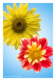 flowers-with-blue-background