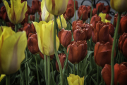 more-tulips
