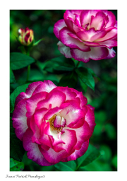 white-pink-roses