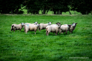 Irish Sheep.jpg