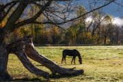 Arlington-VT-horse-by-tree-no-border