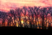Bare-trees-in-the-sunset