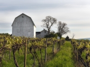 Hammondsport-winery-barn