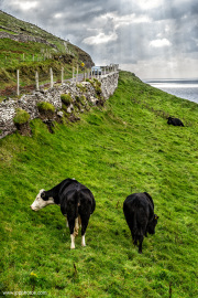 Irish-bovine