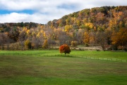 Lone-tree-in-farm-field-autumn
