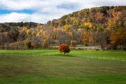 Lone-tree-in-farm-field-autumn