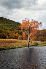 Lone-tree-off-route-22-in-fall