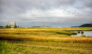 Welfleet-marsh