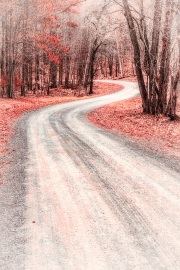 Windy-woods-road