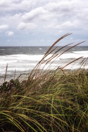 beach-grass-Cape-cod