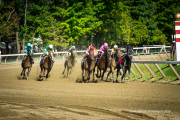 Saratoga Horse Race at the Last Turn