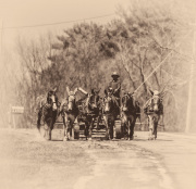 Amish-man-with-horses