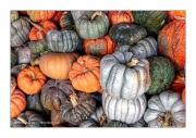 Just-gourds
