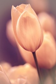 Pink-yellow-tulip