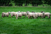 Sheep-in-Ireland