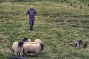 Shepard-on-Ring-of-Kerry