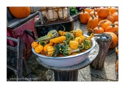 gourds-at-the-farm
