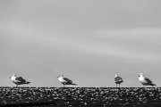 seaguls-on-roof