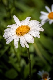 wet-daisy