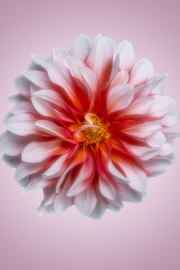 white-flower-on-pink-background